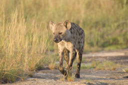 Hyène femelle